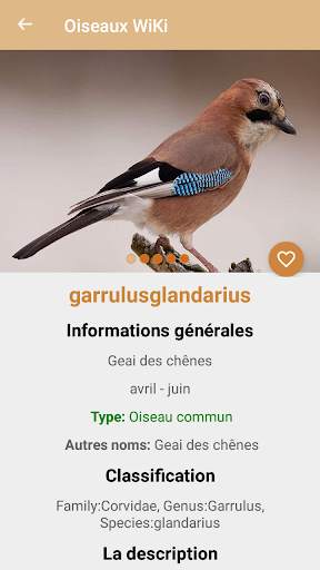 Identification des  oiseaux screenshot 5