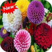 Dahlia on 9Apps