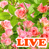 Rose Live Wallpaper icon