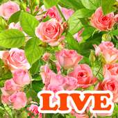 Rose Live Wallpaper 1.0.1