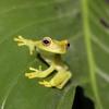ikon Tree Frogs Live Wallpaper
