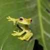 Tree Frogs Live Wallpaper on 9Apps