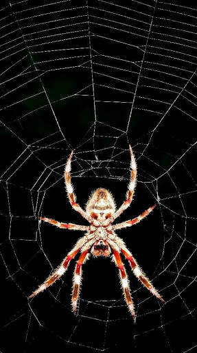 Spider Wallpapers screenshot 7