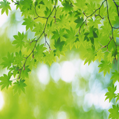 Greenery Digital Clock icon