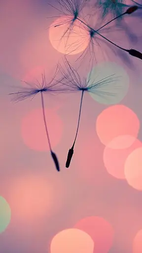 Wallpapers HD screenshot 10