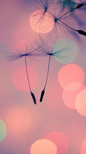 Wallpapers HD screenshot 10