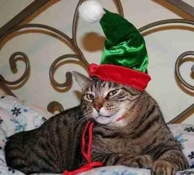 Funny Cats in Costume screenshot 3