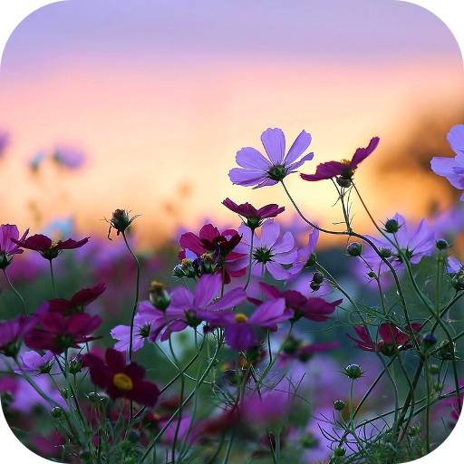 Flowers Live Wallpaper icon