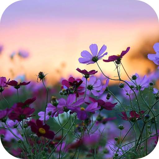 Flowers Live Wallpaper 1.8.0