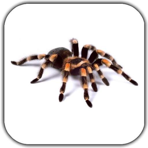 Spider Video Live Wallpaper 4.0