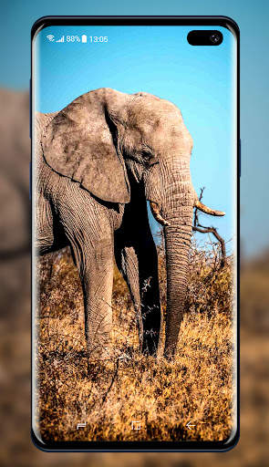Elephant Wallpaper 5 تصوير الشاشة