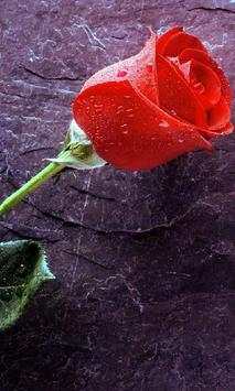 3D True Love Red Rose Themes Wallpapers screenshot 1