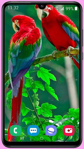 Parrots Wallpaper Best HD screenshot 8