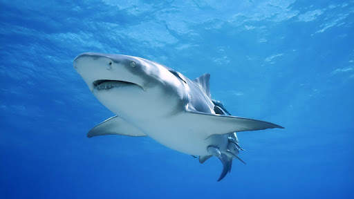 Shark Live Wallpaper (Wallpapers & Backgrounds) screenshot 8