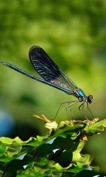 Dragonflies and Butterflies live wallpaper screenshot 4