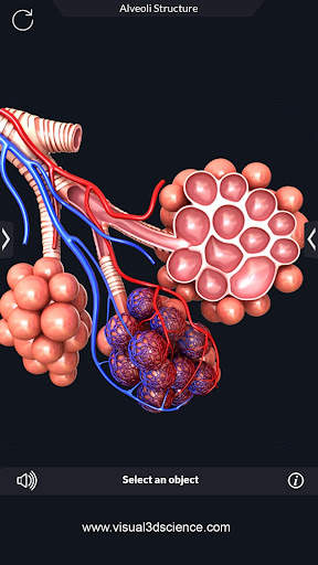 Human Anatomy screenshot 13