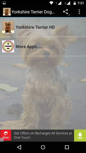 Yorkshire Terrier Dog Wallpape screenshot 1