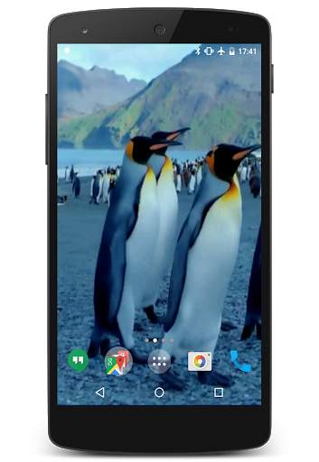 Penguins Video Live Wallpaper screenshot 2
