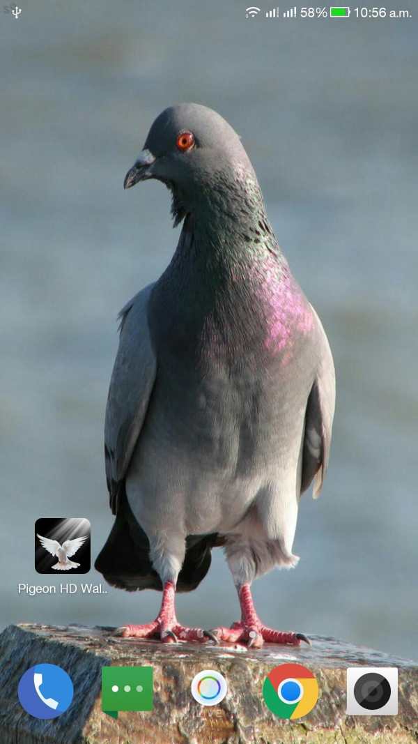Pigeon HD Wallpaper screenshot 3