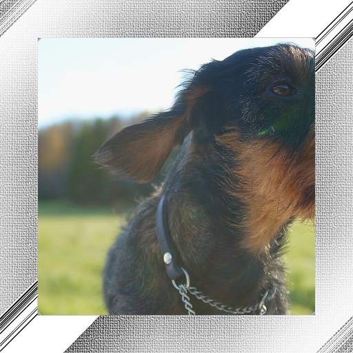 Dog Photo Frames 1.0.0.23