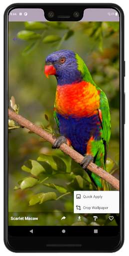 PhoneStack - Lovely Bird Wallpaper (QHD, 4K & UHD) screenshot 1