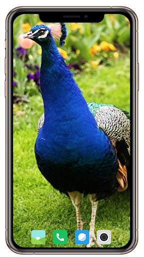 Peacock HD Wallpaper screenshot 15