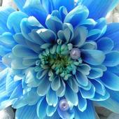 HD WALLPAPER أيقونة