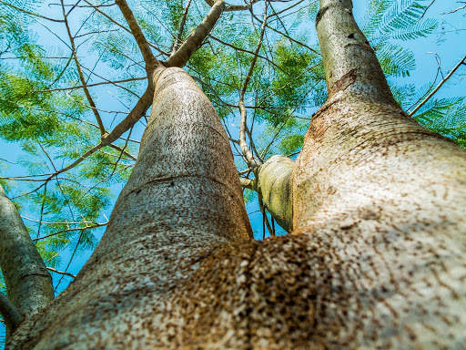 Tree Photo Frames 2 تصوير الشاشة
