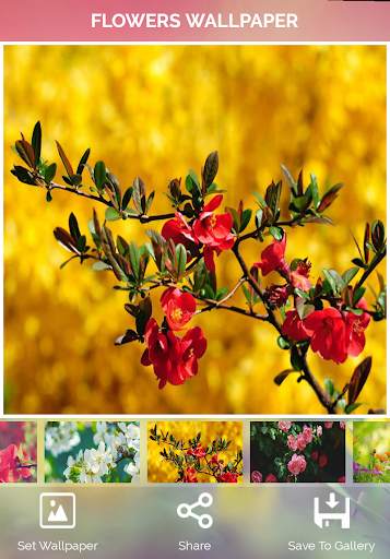 Flowers Wallpaper screenshot 14