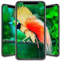 Bird Wallpaper on 9Apps