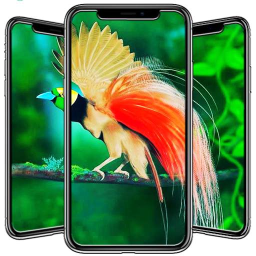 Bird Wallpaper 1.2