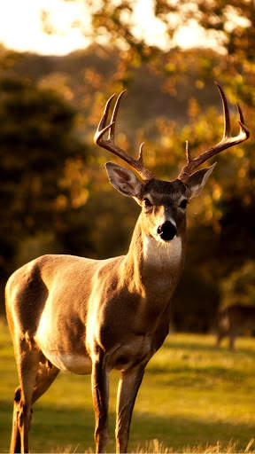 Cute Animal APUS Live Wallpaper screenshot 8