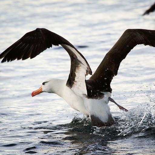 Albatross Live Wallpaper Free 1.3