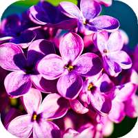 Lilac Flowers Live Wallpaper (Backgrounds) logo