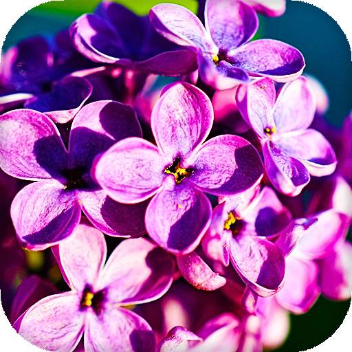 Lilac Flowers Live Wallpaper (Backgrounds) 16.0
