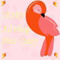 Learn all about Canary Birds with Bird Manager