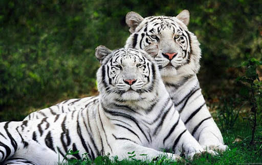 Tigers Live Wallpaper screenshot 7