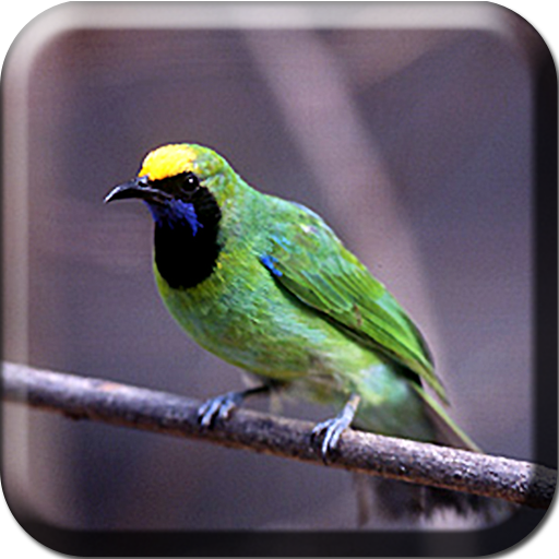 Master Kicau Cucak Ijo icon