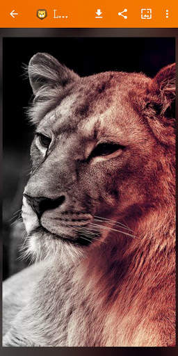 🦁 Lion Wallpaper : Wild King Backgrounds screenshot 12