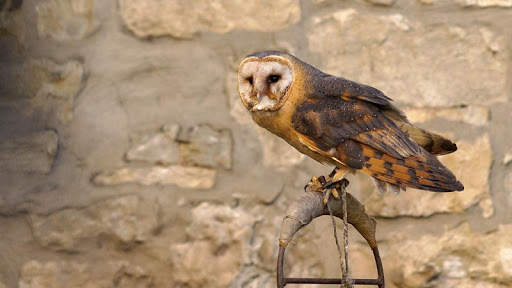 Owl Wallpaper screenshot 11