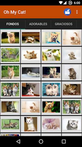 Gatos Fondos y fotos graciosas screenshot 1