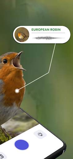 Bird Sound Identifier Bird ID screenshot 2