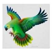 Parrot Bird HD Wallpaper