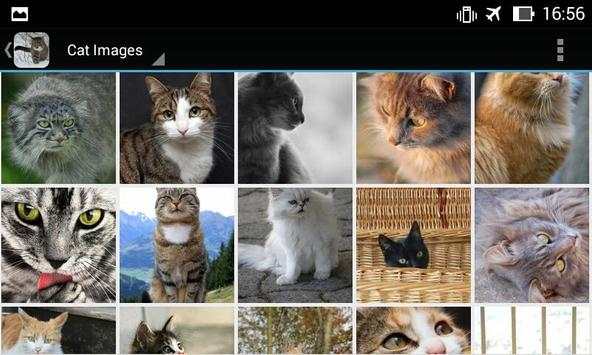 CatBG: Cat Wallpapers screenshot 13