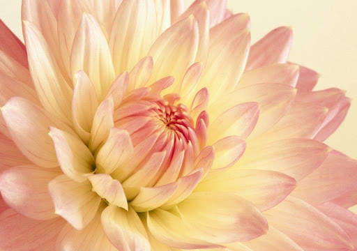 Flowers Wallpapers HD 2021 screenshot 8