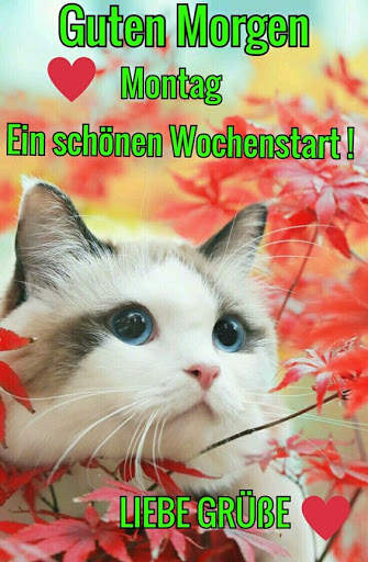 Guten Morgen Gute Nacht für WhatsApp screenshot 1