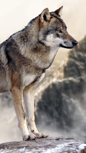 Wolf Wallpapers: Cool Animal Backgrounds Free screenshot 5