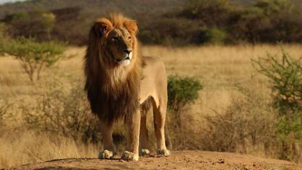 The king of beasts screenshot 3