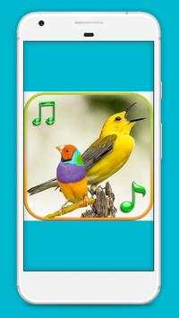100 bird sounds and ringtones offline screenshot 3
