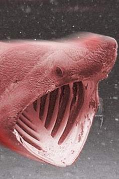 Hungry Big Shark screenshot 3